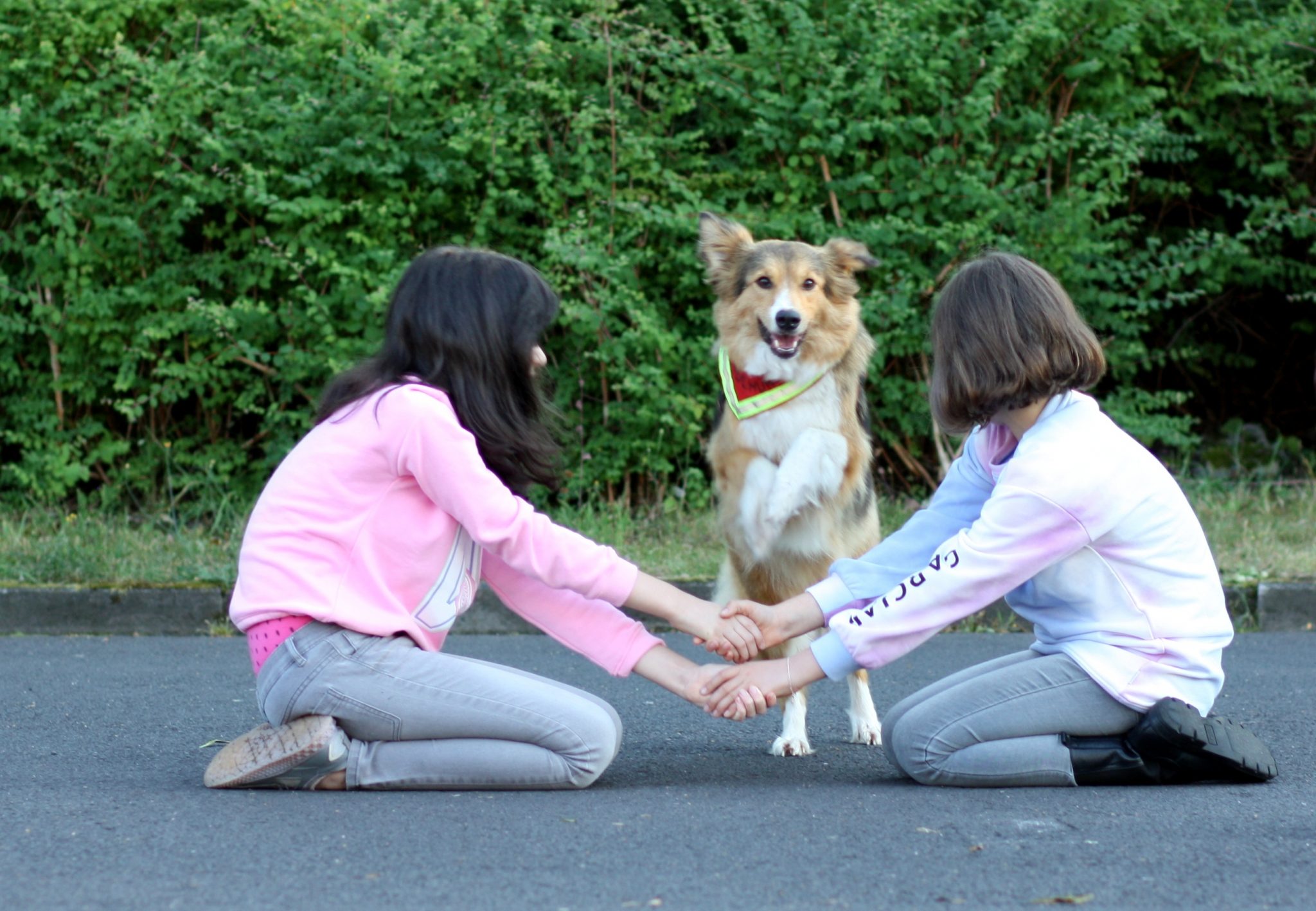 Ein Hund bewegt – Mobile Hunde AG - Nicole Goldau